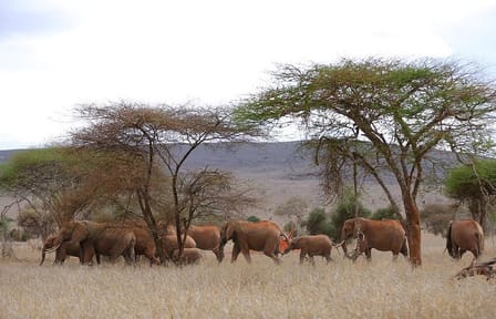 2-Day Taita Hills and Tsavo East Safari from Mombasa