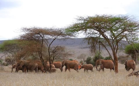 2-Day Taita Hills and Tsavo East Safari from Mombasa