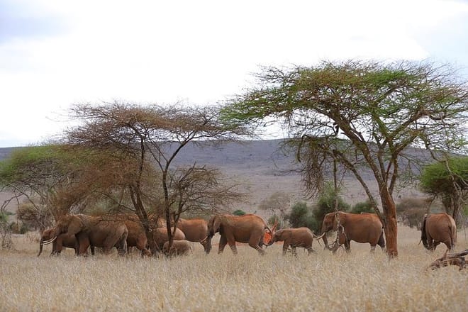 Sarova Salt Lick Lodge
