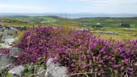Explore Cape Clear Island Departing Baltimore. West Cork. Self-Guided. 6