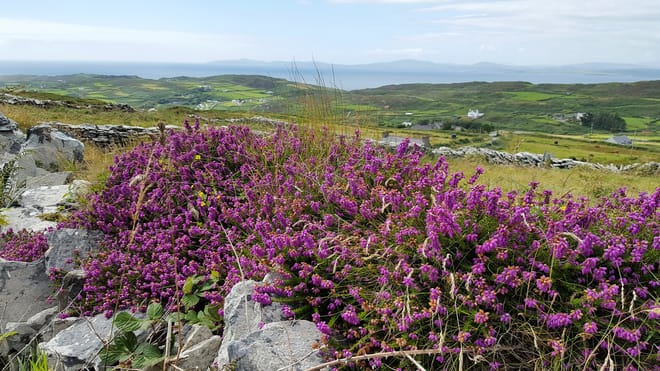 Explore Cape Clear island departing Baltimore. West Cork. Self-guided. 6