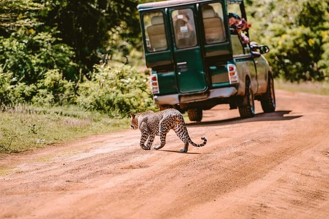 Yala National Park Safari from Galle 9