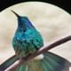 Lessons Violet ear hummingbird Cloud Forest hanging Bridges tour