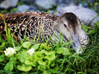 An eiderduck brooding on a nest in grass with flowers