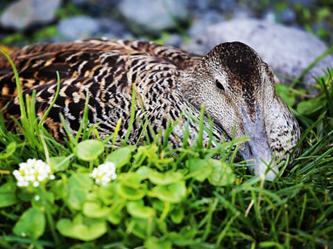 An eiderduck brooding on a nest in grass with flowers