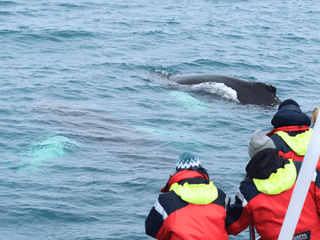 Húsavík: Small-Family Run, Responsible Whale Watching, photo 14