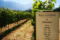 Stellenbosch Vineyard