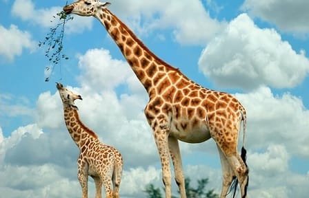 Nairobi Airport Layover Tour Giraffe Center