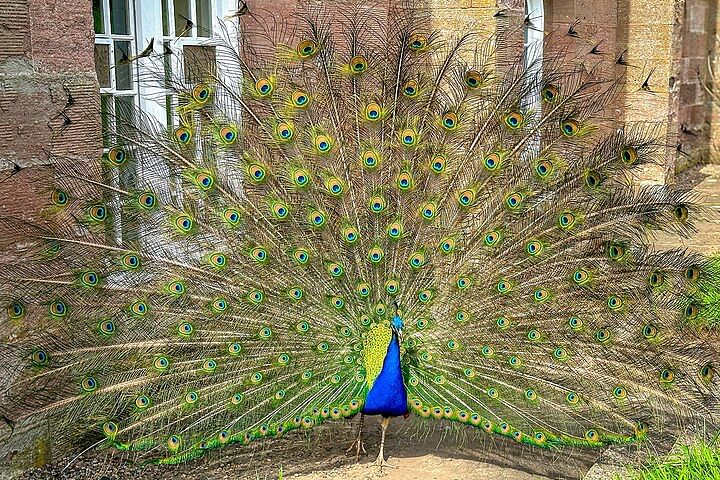 Peacock Scone Palace