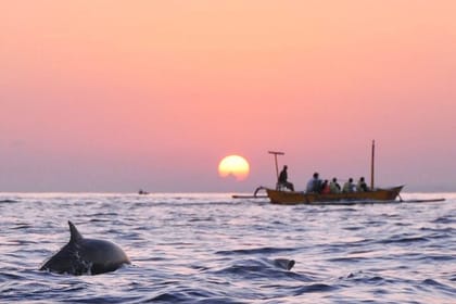 Dolphin Watching Experience at North Bali