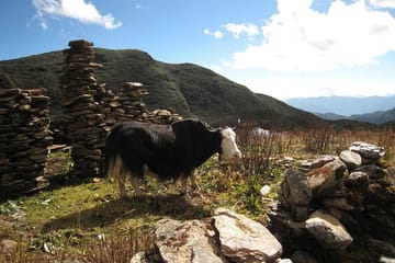 7 days Druk Path Camping Trek in Bhutan