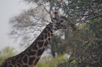 Exclusive full day Chobe game drive safari 8
