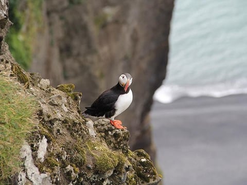 Puffin at the Black Sand Beach
