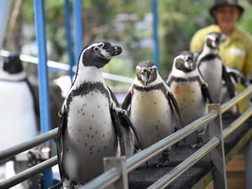 Skip the line: Pattaya :Khao Kheow Open Zoo Tickets