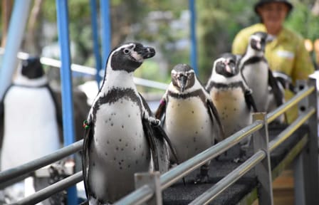 Skip the line: Pattaya :Khao Kheow Open Zoo Tickets