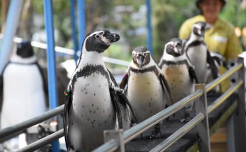 Skip the line: Pattaya :Khao Kheow Open Zoo Tickets