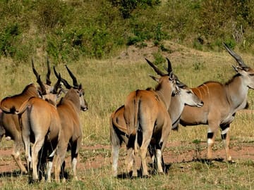 12 Days wildebeest migration Masai Mara Nakuru Uganda gorilla trekking safari