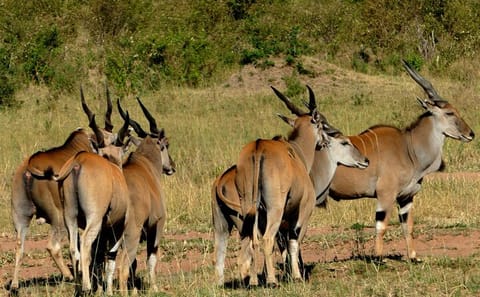 12 Days wildebeest migration Masai Mara Nakuru Uganda gorilla trekking safari