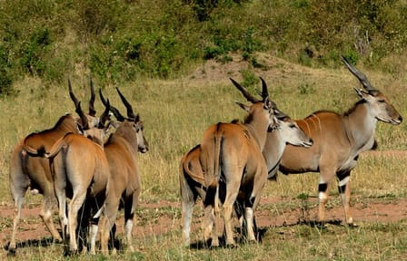 12 Days wildebeest migration Masai Mara Nakuru Uganda gorilla trekking safari