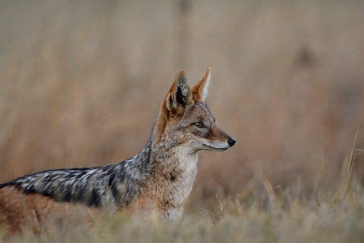 15 minutes scenic helicopter flight above Victoria Falls-Zimbabwe