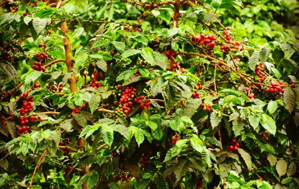 Guided Coffee Farm Tour at Fairview Estate in Kiambu