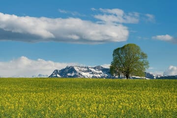 Mt Titlis and Lucerne Day Trip with Guided Tour