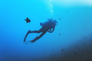 Bali Diving Experience in Nusa Dua