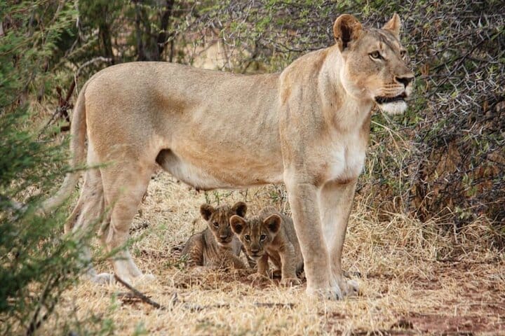 15 minutes scenic helicopter flight above Victoria Falls-Zimbabwe
