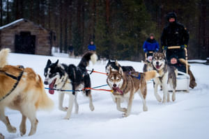 Husky Safari Winter Tour & Barbeque - 6-10 km Self-Driving Mushing - Small Group