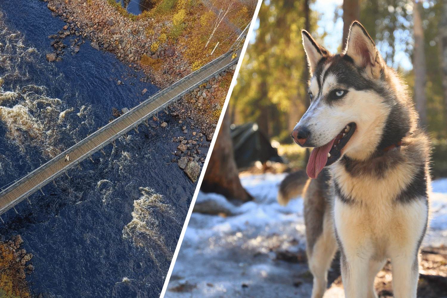 Summer Husky Walk & Campfire at Vikaköngäs