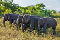Sri Lanka's Village Safari and Wildlife Experience 3