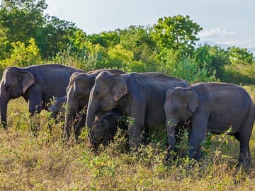 Village Safari and Wildlife Tour in Colombo, Ella, and Kandy