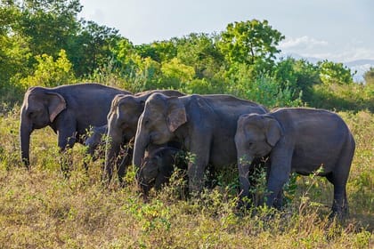 Sri Lanka’s Village Safari and Wildlife Experience