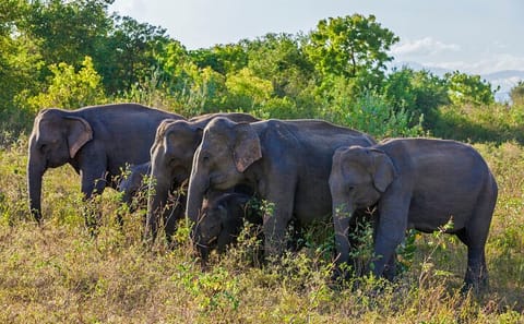 Village Safari and Wildlife Tour in Colombo, Ella, and Kandy