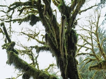 Twilight Adventure Tour in Forks, Port Angeles, and Seattle
