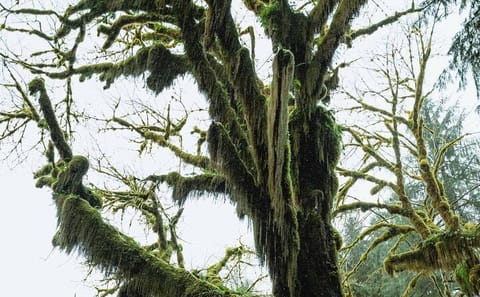 Twilight Adventure Tour in Forks, Port Angeles, and Seattle