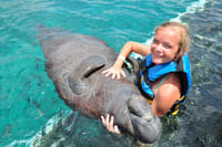 Riviera Maya-Puerto Aventuras Manatee Encounter  2