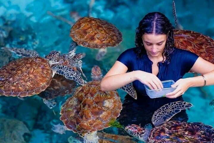 Zanzibar Swim with Dolphins and Turtles Visit at the Aquarium