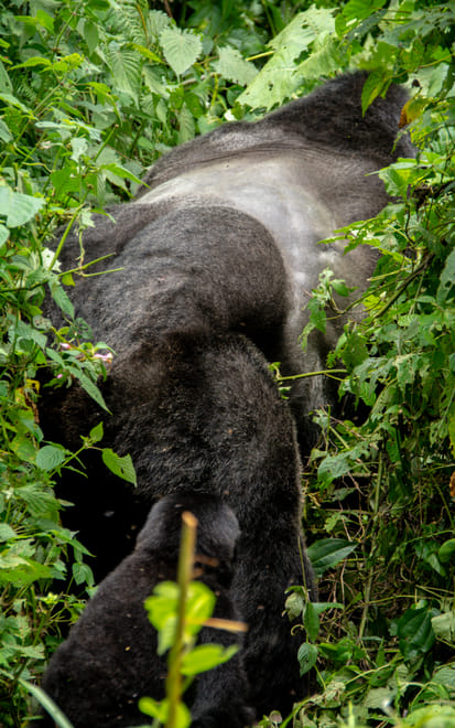 3-Day Gorilla Trekking in Mgahinga Park photo 4