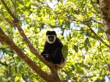 The white colubas monkeys which are native in the area