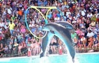 Dolphin Show & Swimming in Sharm EL Sheikh 7