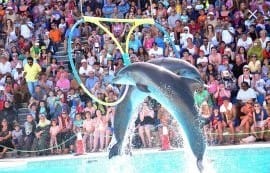 Dolphin Show & Swimming in Sharm EL Sheikh 7