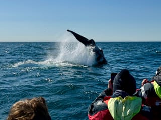 Reykjavík Classic Whale Watching , photo 31