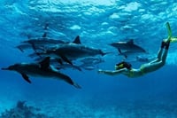 Swim with Dolphins Sea Trip Adventure with Lunch : Marsa Alam