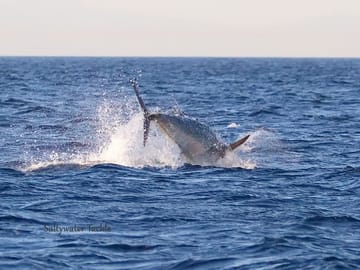 Fishing Half Day Boat Trip Tangier