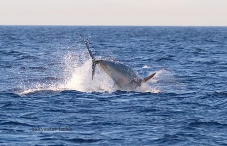 Fishing Half Day Boat Trip Tangier