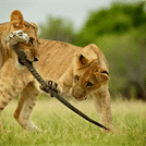 Chobe Day Trip - Chobe National Park (With Lunch Buffet) 1