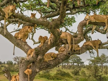 Tree climbing lionesses enjoying a rest in a sausage tree