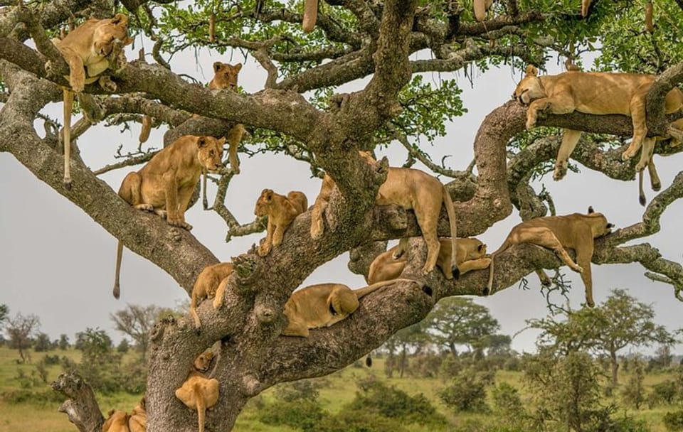 8 Days Small Group Tour in Kenya and Tanzania