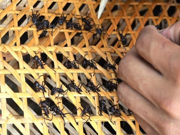 Tucandeira Ants Ritual Tour in Manaus, Brazil